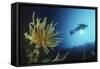 Underwater Shoot of a Female Scuba Diver Swimming by Coral Reef and Feather Star-Nosnibor137-Framed Stretched Canvas