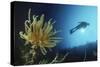 Underwater Shoot of a Female Scuba Diver Swimming by Coral Reef and Feather Star-Nosnibor137-Stretched Canvas