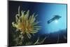 Underwater Shoot of a Female Scuba Diver Swimming by Coral Reef and Feather Star-Nosnibor137-Mounted Photographic Print