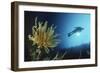 Underwater Shoot of a Female Scuba Diver Swimming by Coral Reef and Feather Star-Nosnibor137-Framed Photographic Print