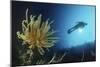 Underwater Shoot of a Female Scuba Diver Swimming by Coral Reef and Feather Star-Nosnibor137-Mounted Photographic Print