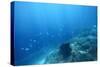 Underwater Shoot of a Sea Bottom with Coral Reef and School of Fish over It-Dudarev Mikhail-Stretched Canvas