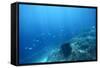 Underwater Shoot of a Sea Bottom with Coral Reef and School of Fish over It-Dudarev Mikhail-Framed Stretched Canvas