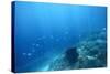 Underwater Shoot of a Sea Bottom with Coral Reef and School of Fish over It-Dudarev Mikhail-Stretched Canvas