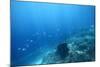 Underwater Shoot of a Sea Bottom with Coral Reef and School of Fish over It-Dudarev Mikhail-Mounted Photographic Print