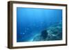 Underwater Shoot of a Sea Bottom with Coral Reef and School of Fish over It-Dudarev Mikhail-Framed Photographic Print