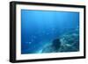 Underwater Shoot of a Sea Bottom with Coral Reef and School of Fish over It-Dudarev Mikhail-Framed Photographic Print