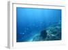 Underwater Shoot of a Sea Bottom with Coral Reef and School of Fish over It-Dudarev Mikhail-Framed Photographic Print