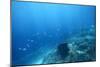 Underwater Shoot of a Sea Bottom with Coral Reef and School of Fish over It-Dudarev Mikhail-Mounted Photographic Print