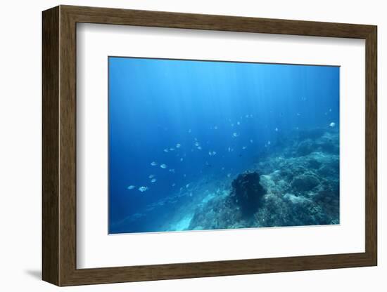 Underwater Shoot of a Sea Bottom with Coral Reef and School of Fish over It-Dudarev Mikhail-Framed Photographic Print