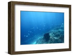 Underwater Shoot of a Sea Bottom with Coral Reef and School of Fish over It-Dudarev Mikhail-Framed Photographic Print