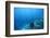 Underwater Shoot of a Sea Bottom with Coral Reef and School of Fish over It-Dudarev Mikhail-Framed Photographic Print