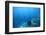 Underwater Shoot of a Sea Bottom with Coral Reef and School of Fish over It-Dudarev Mikhail-Framed Photographic Print