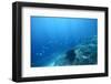 Underwater Shoot of a Sea Bottom with Coral Reef and School of Fish over It-Dudarev Mikhail-Framed Photographic Print