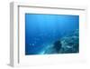Underwater Shoot of a Sea Bottom with Coral Reef and School of Fish over It-Dudarev Mikhail-Framed Photographic Print