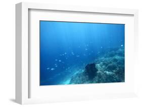 Underwater Shoot of a Sea Bottom with Coral Reef and School of Fish over It-Dudarev Mikhail-Framed Photographic Print