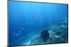 Underwater Shoot of a Sea Bottom with Coral Reef and School of Fish over It-Dudarev Mikhail-Mounted Photographic Print