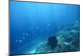 Underwater Shoot of a Sea Bottom with Coral Reef and School of Fish over It-Dudarev Mikhail-Mounted Photographic Print