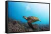 Underwater Shoot of a Sea Turtle (Chelonioidea) Swimming over Coral Reef-Dudarev Mikhail-Framed Stretched Canvas