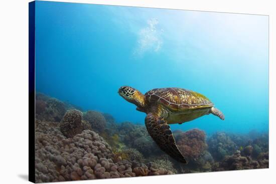 Underwater Shoot of a Sea Turtle (Chelonioidea) Swimming over Coral Reef-Dudarev Mikhail-Stretched Canvas