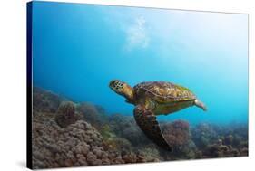 Underwater Shoot of a Sea Turtle (Chelonioidea) Swimming over Coral Reef-Dudarev Mikhail-Stretched Canvas