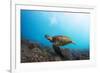 Underwater Shoot of a Sea Turtle (Chelonioidea) Swimming over Coral Reef-Dudarev Mikhail-Framed Photographic Print