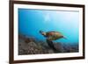 Underwater Shoot of a Sea Turtle (Chelonioidea) Swimming over Coral Reef-Dudarev Mikhail-Framed Photographic Print