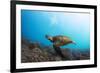 Underwater Shoot of a Sea Turtle (Chelonioidea) Swimming over Coral Reef-Dudarev Mikhail-Framed Photographic Print