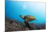 Underwater Shoot of a Sea Turtle (Chelonioidea) Swimming over Coral Reef-Dudarev Mikhail-Mounted Photographic Print