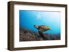 Underwater Shoot of a Sea Turtle (Chelonioidea) Swimming over Coral Reef-Dudarev Mikhail-Framed Photographic Print