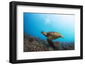 Underwater Shoot of a Sea Turtle (Chelonioidea) Swimming over Coral Reef-Dudarev Mikhail-Framed Photographic Print