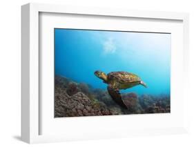 Underwater Shoot of a Sea Turtle (Chelonioidea) Swimming over Coral Reef-Dudarev Mikhail-Framed Photographic Print