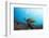 Underwater Shoot of a Sea Turtle (Chelonioidea) Swimming over Coral Reef-Dudarev Mikhail-Framed Photographic Print
