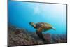 Underwater Shoot of a Sea Turtle (Chelonioidea) Swimming over Coral Reef-Dudarev Mikhail-Mounted Photographic Print