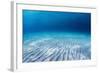 Underwater Shoot of an Infinite Sandy Sea Bottom with Clear Blue Water and Waves on its Surface-Dudarev Mikhail-Framed Photographic Print