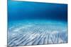 Underwater Shoot of an Infinite Sandy Sea Bottom with Clear Blue Water and Waves on its Surface-Dudarev Mikhail-Mounted Photographic Print