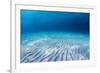 Underwater Shoot of an Infinite Sandy Sea Bottom with Clear Blue Water and Waves on its Surface-Dudarev Mikhail-Framed Photographic Print