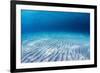 Underwater Shoot of an Infinite Sandy Sea Bottom with Clear Blue Water and Waves on its Surface-Dudarev Mikhail-Framed Photographic Print