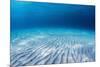 Underwater Shoot of an Infinite Sandy Sea Bottom with Clear Blue Water and Waves on its Surface-Dudarev Mikhail-Mounted Photographic Print