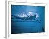 Underwater Shot of Debbie Meyer Swimming at the Summer Olympics-null-Framed Premium Photographic Print