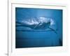 Underwater Shot of Debbie Meyer Swimming at the Summer Olympics-null-Framed Premium Photographic Print