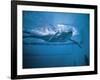 Underwater Shot of Debbie Meyer Swimming at the Summer Olympics-null-Framed Premium Photographic Print