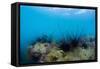 Underwater Shot of Sea Urchins on a Coral Reef in Tropical Sea-Dudarev Mikhail-Framed Stretched Canvas