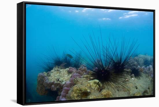 Underwater Shot of Sea Urchins on a Coral Reef in Tropical Sea-Dudarev Mikhail-Framed Stretched Canvas