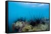 Underwater Shot of Sea Urchins on a Coral Reef in Tropical Sea-Dudarev Mikhail-Framed Stretched Canvas