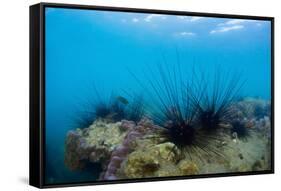 Underwater Shot of Sea Urchins on a Coral Reef in Tropical Sea-Dudarev Mikhail-Framed Stretched Canvas