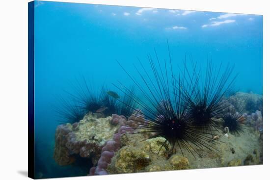 Underwater Shot of Sea Urchins on a Coral Reef in Tropical Sea-Dudarev Mikhail-Stretched Canvas