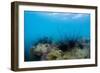 Underwater Shot of Sea Urchins on a Coral Reef in Tropical Sea-Dudarev Mikhail-Framed Photographic Print