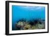 Underwater Shot of Sea Urchins on a Coral Reef in Tropical Sea-Dudarev Mikhail-Framed Photographic Print