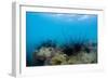 Underwater Shot of Sea Urchins on a Coral Reef in Tropical Sea-Dudarev Mikhail-Framed Photographic Print